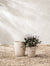 Allaston Planter