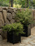 Clariance Planter
